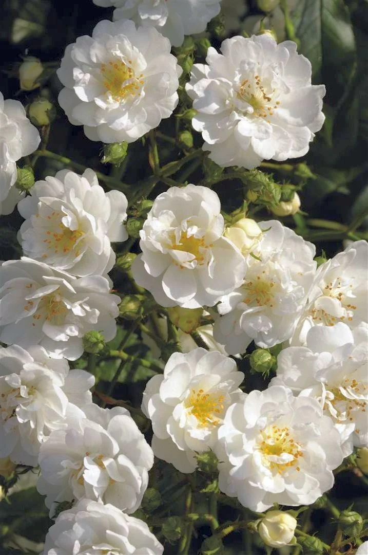 Rosa (K) Guirlande d' Amour C3 (3 liters kruka / 19 cm kruka)