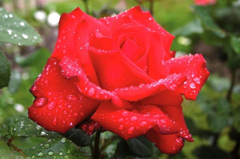 Rosa 'Guirlande d'Amour' – 110 cm stam, C7,5 (7,5 liters kruka)