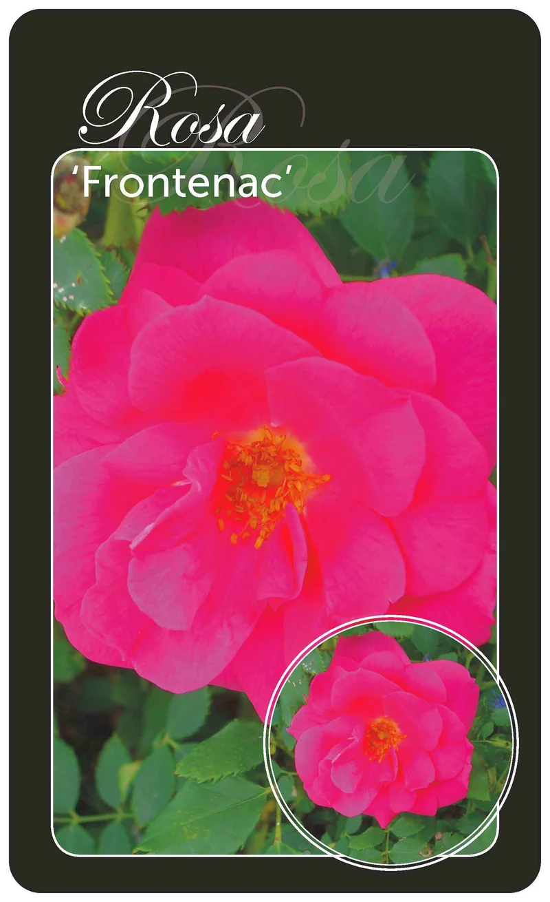 Rosa 'Frotenac' - A-kvalitet, förädlad, barrotad