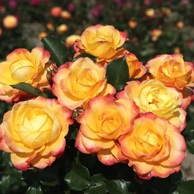 Rosa (T) 'Flaming Star' C5 (5 liters kruka)