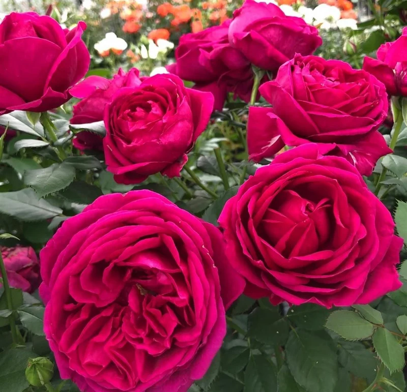 Rosa 'Für Elise'® C5 (5 liters kruka) 30-50 cm