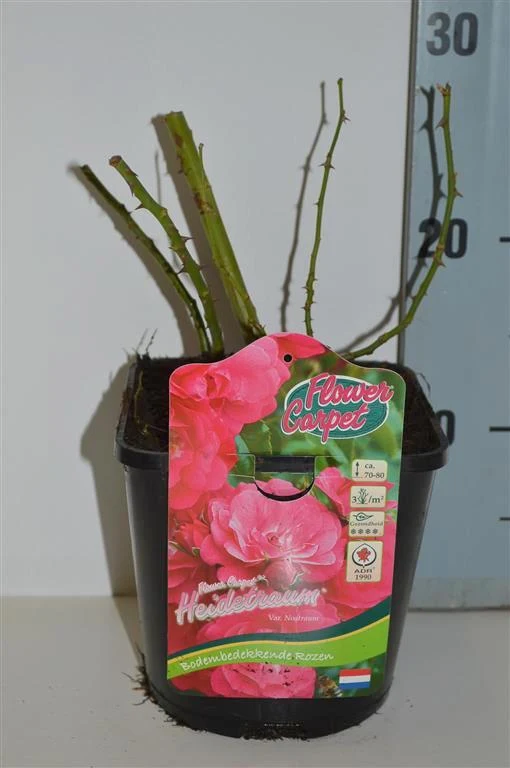 Rosa (H) 'Flower Carpet Heidetraum'® C2 (2 liters roskruka)