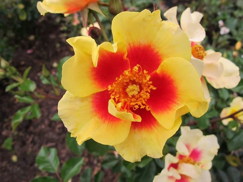 Rosa 'Eye of the Tiger' - 50 cm stam, C5 (5 liters kruka)
