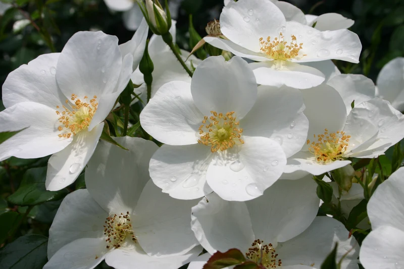 Rosa (H) 'Escimo' 70 cm stam, C7,5 (7,5 liters kruka)