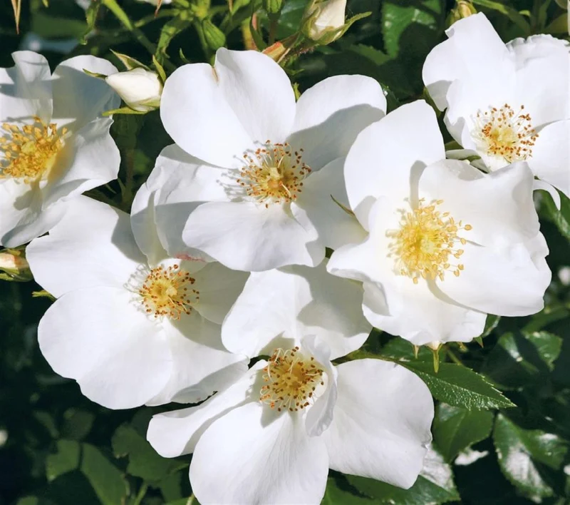 Rosa (H) 'Escimo' C3 (3 liters kruka) / 19 cm kruka