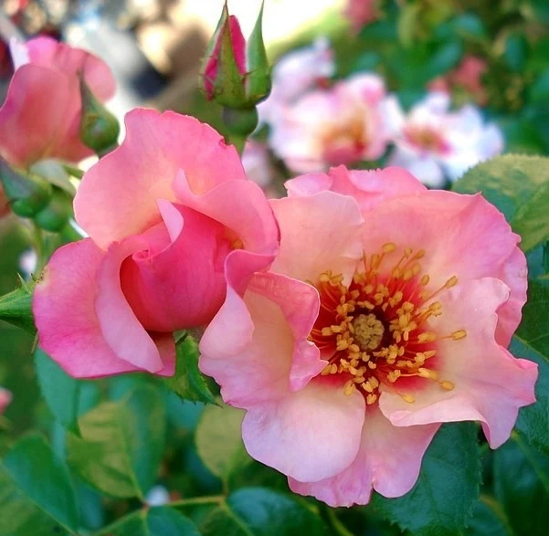 Rosa 'Eyes on Me' C3 (3 liters kruka)