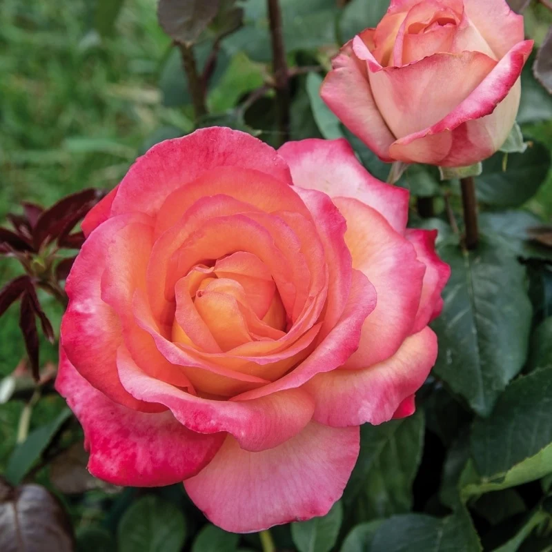 Rosa 'Elite'® C5 (5 liters kruka) 70 cm