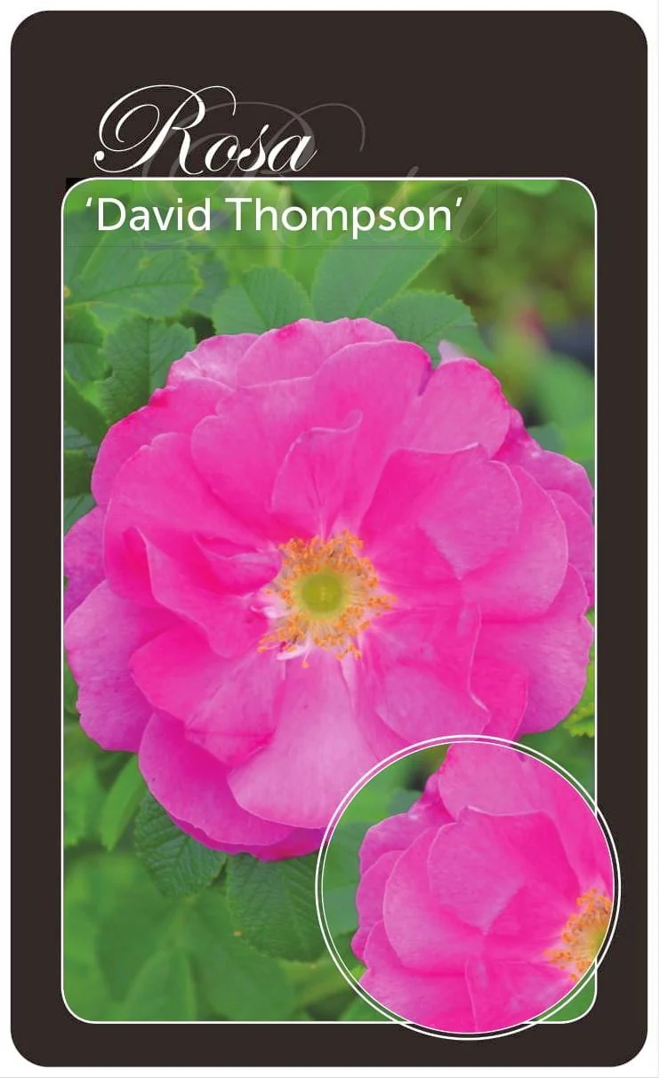 Rosa (R) 'David Thompson' - A-kvalitet egenrotad barrot