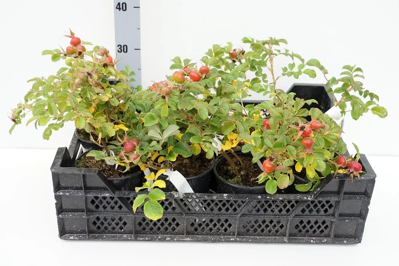 Rosa (R) Dagmar Hastrup C1,5 (1,5 liters kruka)