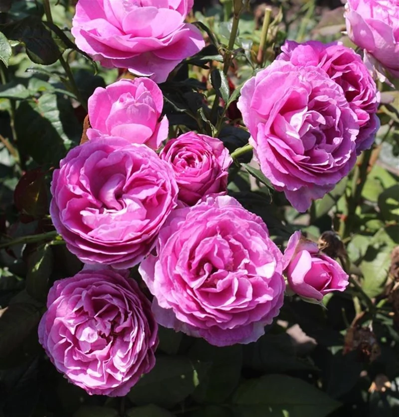 Rosa (T) Carmen Würth® C5 (5 liters kruka)