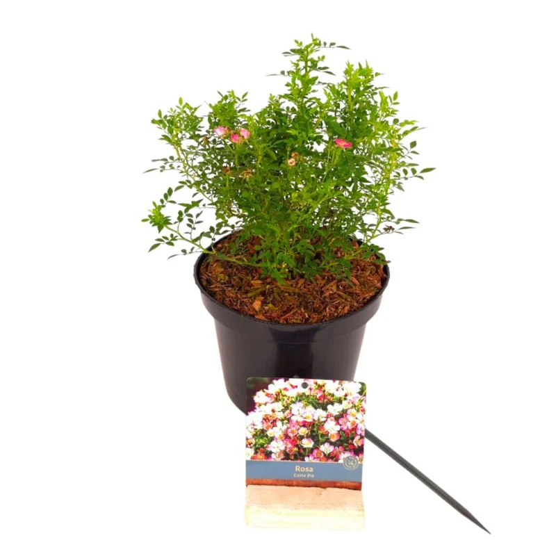Rosa 'Cutie Pie'® C3 (3 liters kruka) 20-30 cm