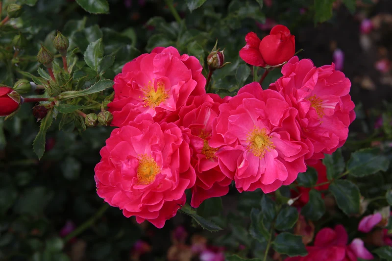 Rosa (M) Hotline - 70 cm stam, C7,5 (7,5 liters kruka)