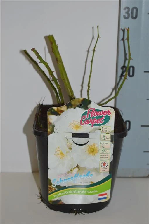 Rosa 'Flower Carpet Schneeflocke'® C2 (2 liters kruka)