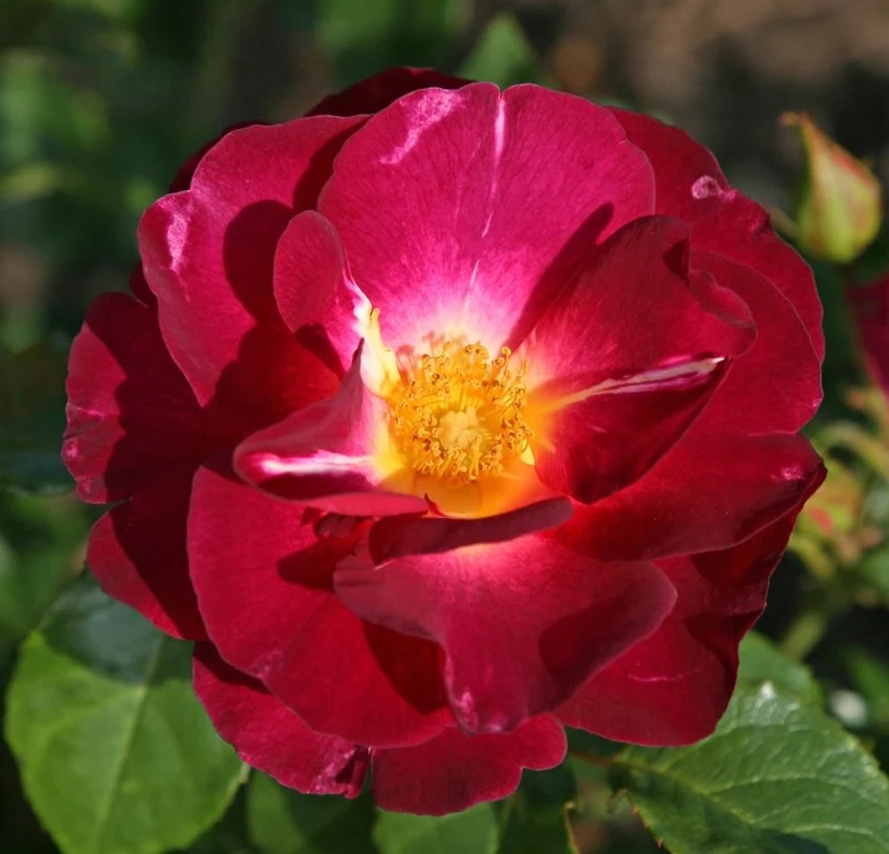 Rosa (F) 'Ile de Fleurs'® C5 (5 liters kruka)