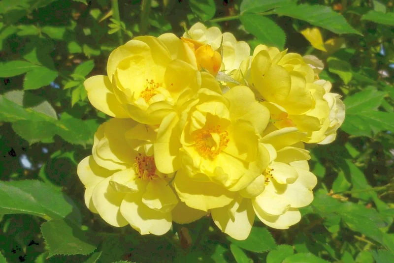 Rosa (T) 'Golden Age' C7,5 (7,5 liters kruka)