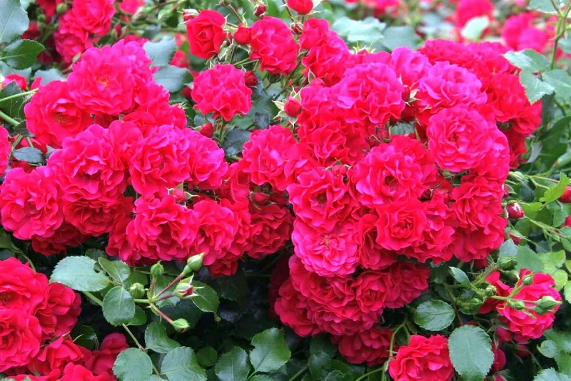 Rosa Gärtnerfreude C1,5 (1,5 liters kruka)