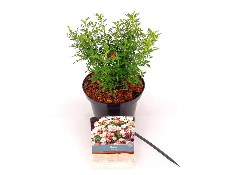 Rosa 'Cutie Pie'® C2 (2 liters kruka) 20-25 cm