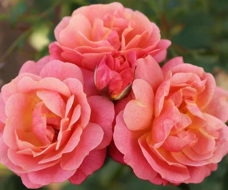 Rosa 'Peach Melba' C3 (3 liters kruka) / 19 cm kruka 75+ cm, 3 grenar