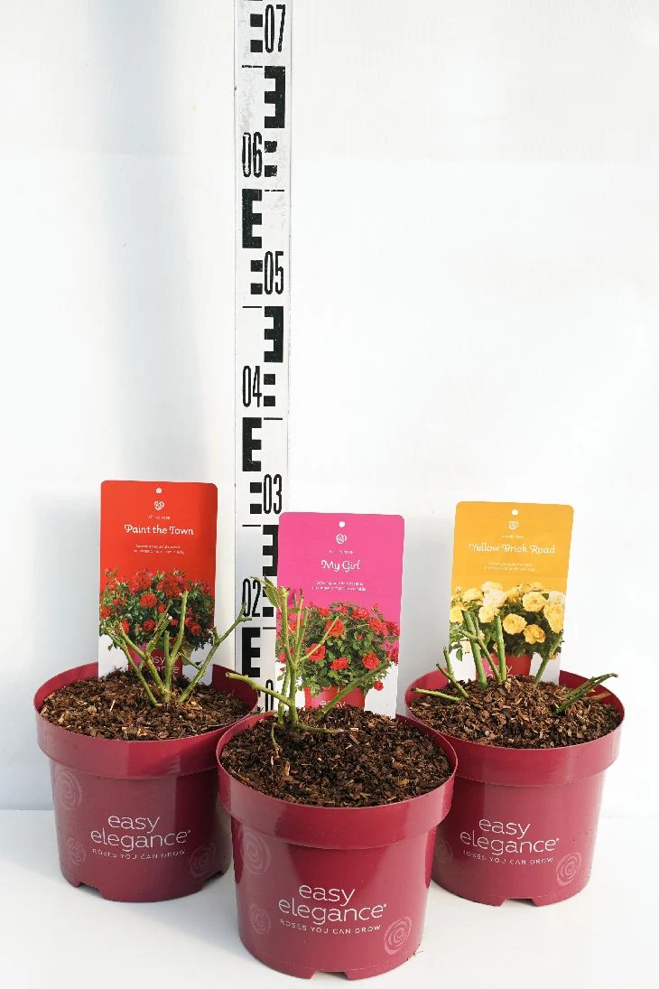 Rosa 'Easy Elegance' C3 (3 liters kruka)