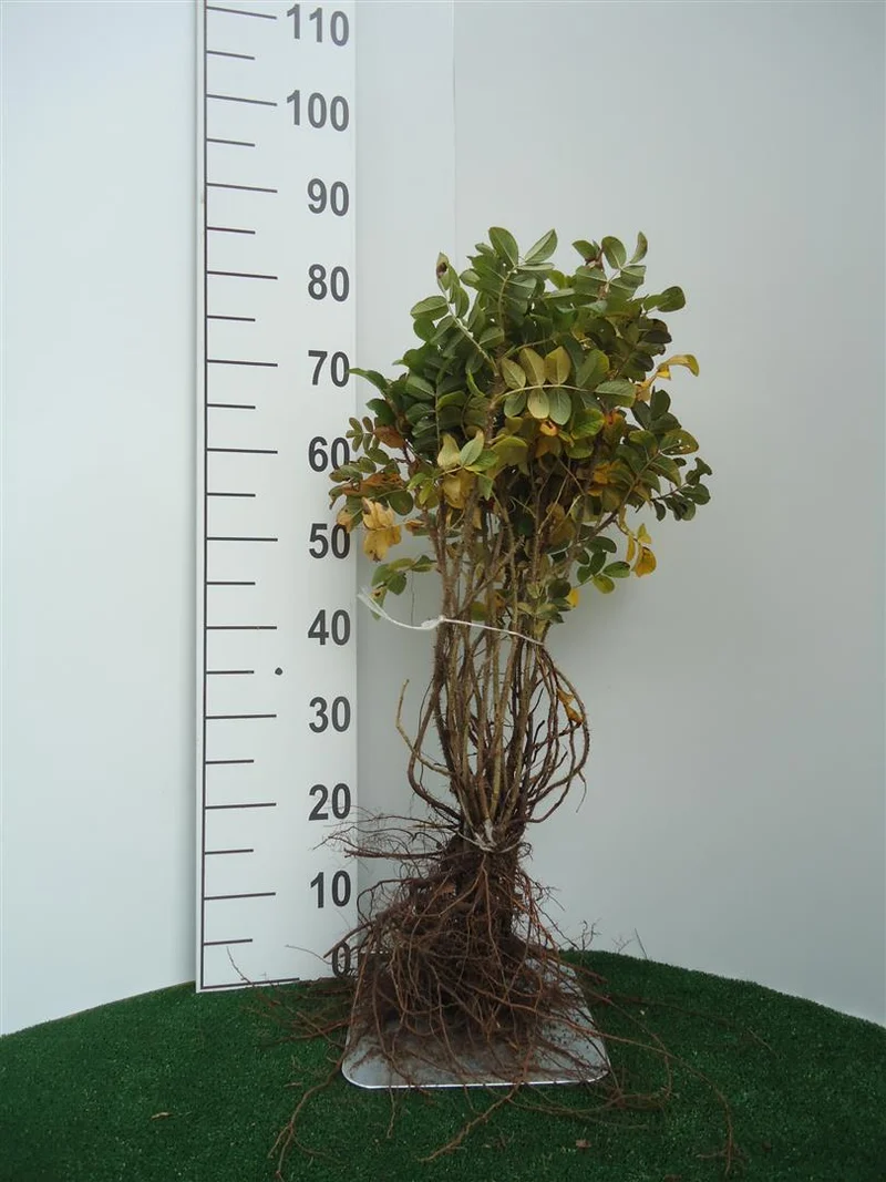 Rosa rugosa 1+1 60-80 cm