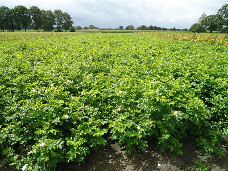 Rosa rugosa 'Alba' 40-60 cm (3 grenar)