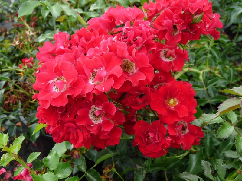Rosa (K) 'Ramling Rosie' C3 (3 liters kruka)