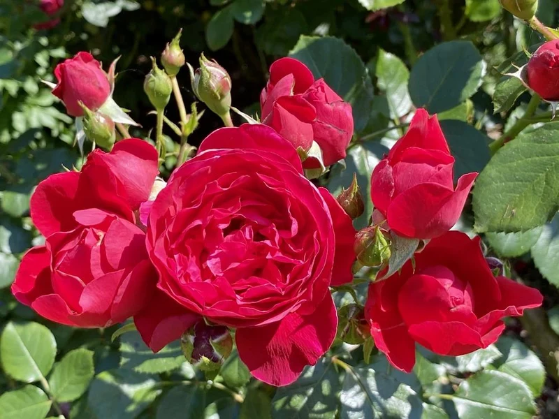 Rosa 'Florentina' C5 (5 liters kruka)