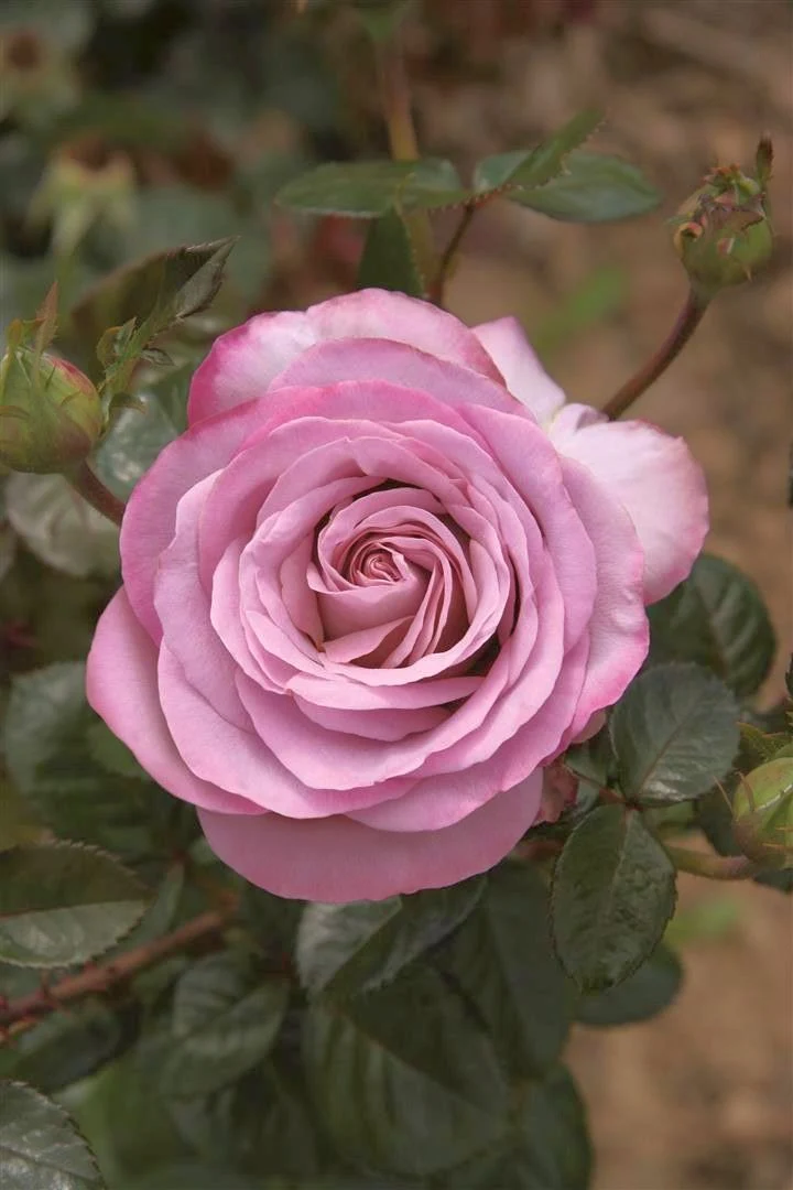 Rosa 'Blue Girl' 70 cm stam - C7,5 (7,5 liters kruka)