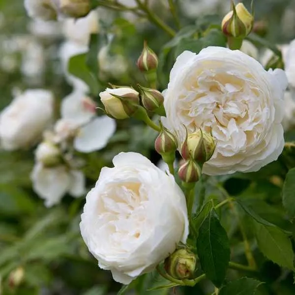 Rosa 'Clair Austin' C3 (3 liters kruka)