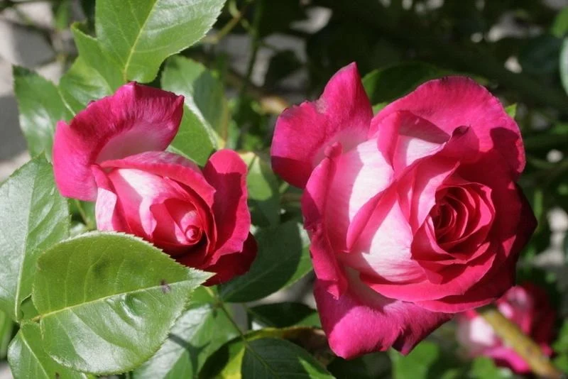 Rosa (T) Rose Gaujard C3 (3 liters kruka)