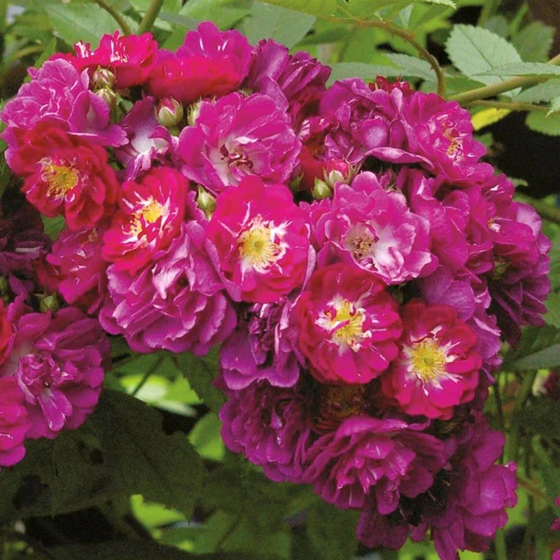 Rosa 'Perrenial Blue' 110 cm stam, C7,5 (7,5 liters kruka)