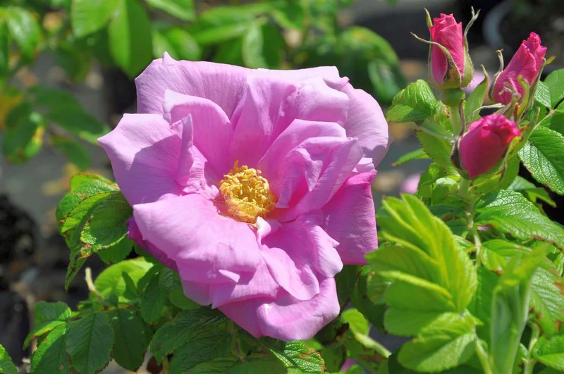 Rosa 'Rosa Zwerg' C3 (3 liters kruka)