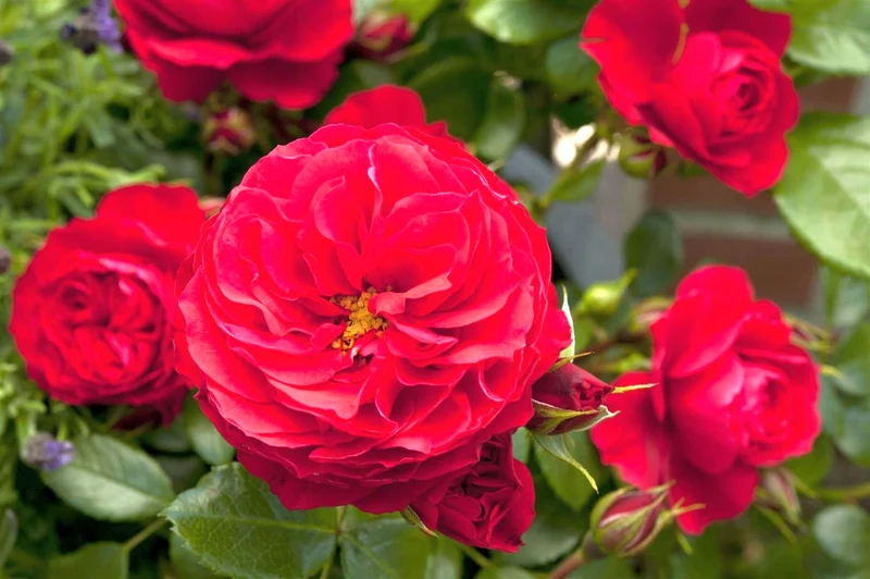 Rosa 'Cherry Girl' C5 (5 liters kruka)