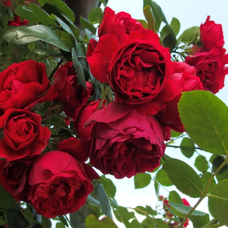 Rosa 'Florentina' C3 (3 liters kruka)