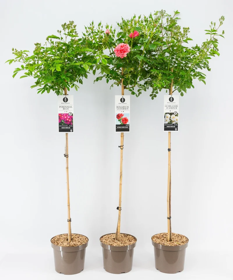Rosa Mix Rambler uppstammad 110 cm, C7,5 (7,5 liters kruka)