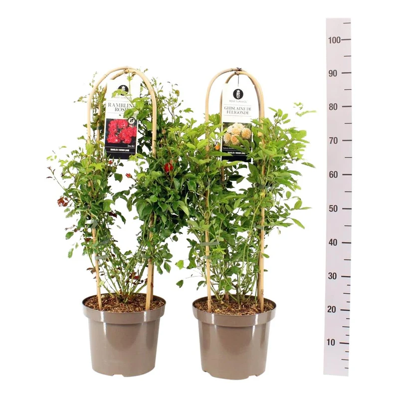 Rosa Mix Rambler C7,5 (7,5 liters kruka)