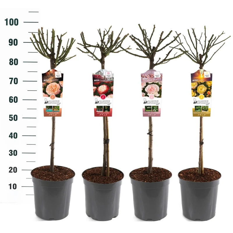 Rosa-mix på stam Exclusive Collection 60 cm stam C5 (5 liters kruka) / 23 cm kruka