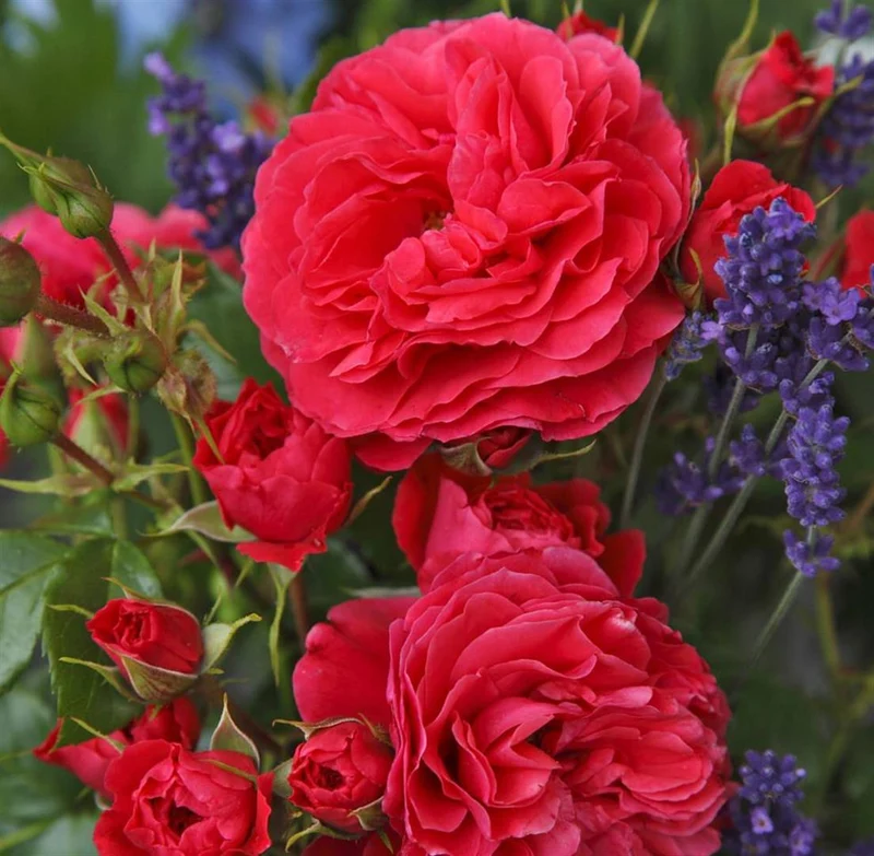 Rosa (K) 'Cherry Girl' C3 (3 liters kruka)