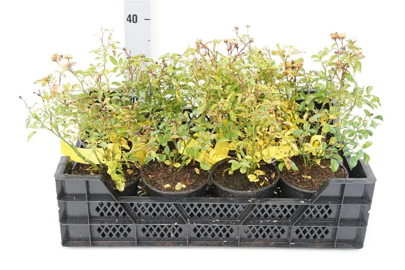 Rosa (PA) s.'Crystal Fairy' C1,5 (1,5 liters kruka)