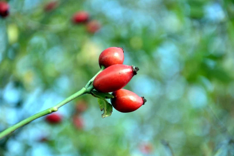 Rosa rubiginosa C3 (3 liters kruka) / 19 cm kruka 25-30 cm