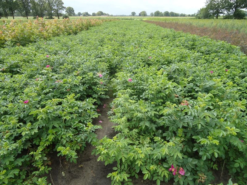 Rosa rugosa 'Rubra' 40-60 cm