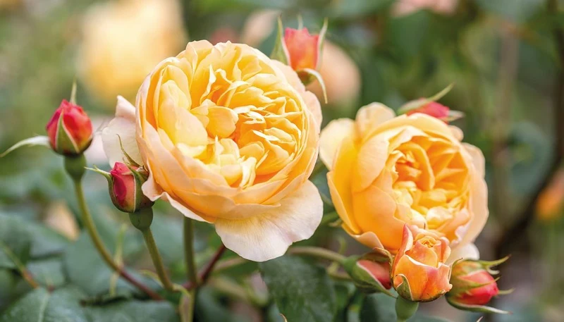 Rosa 'Roald Dahl' C3 (3 liters kruka)