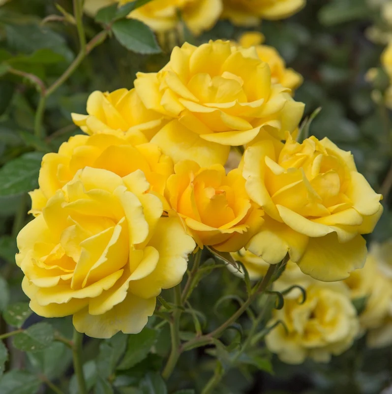 Rosa (F) 'Rayon de Soleil' C3 (3 liters kruka)