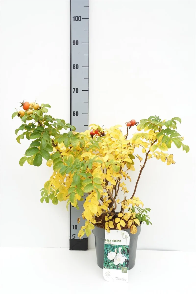 Rosa rugosa 'Alba' 40-60 cm, C4 (4 liters kruka)
