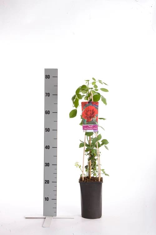 Rosa 'Paul's Scarlet Climber' C2,5 (2,5 liters kruka) 70 cm