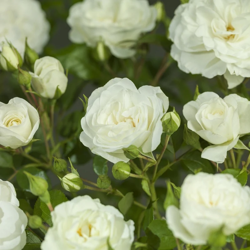 Rosa 'Prague Castle' C3 (3 liters kruka)