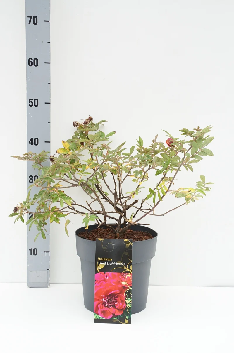 Rosa rugosa 'Take it Easy'® C4 (4 liters kruka)
