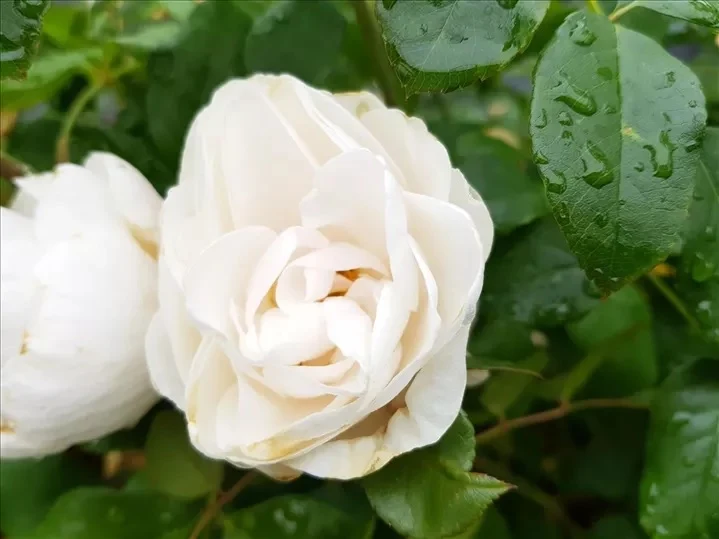 Rosa 'Prague Castle' C5 (5 liters kruka / 23 cm kruka)