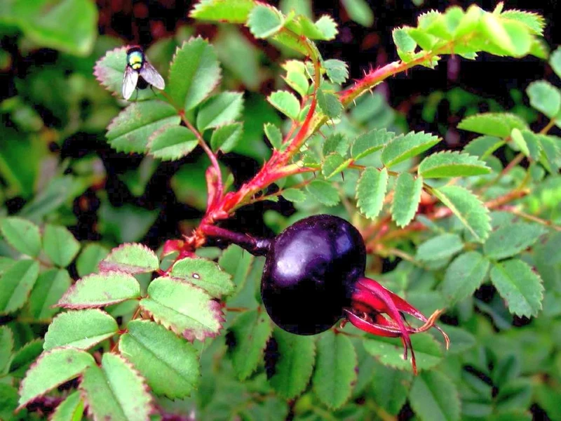 Rosa pimpinellifolia C5 (5 liters kruka) 50-60 cm