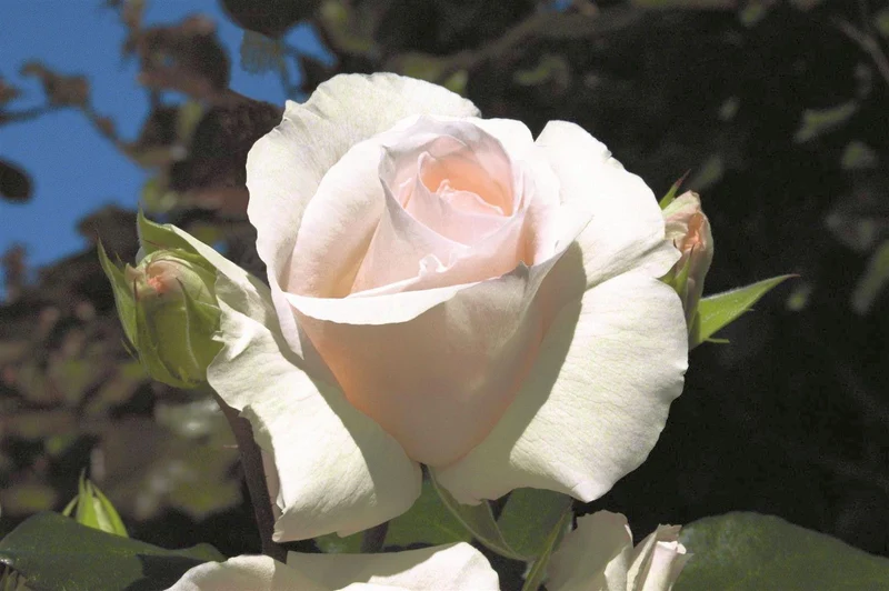 Rosa 'Schneewalzer' C3 (3 liters kruka)